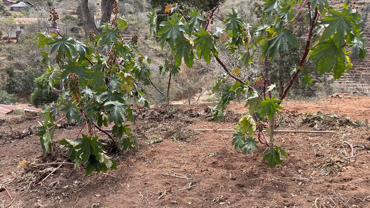 Castor plants in a Kenyan dryland setting used in Crostar Energy research